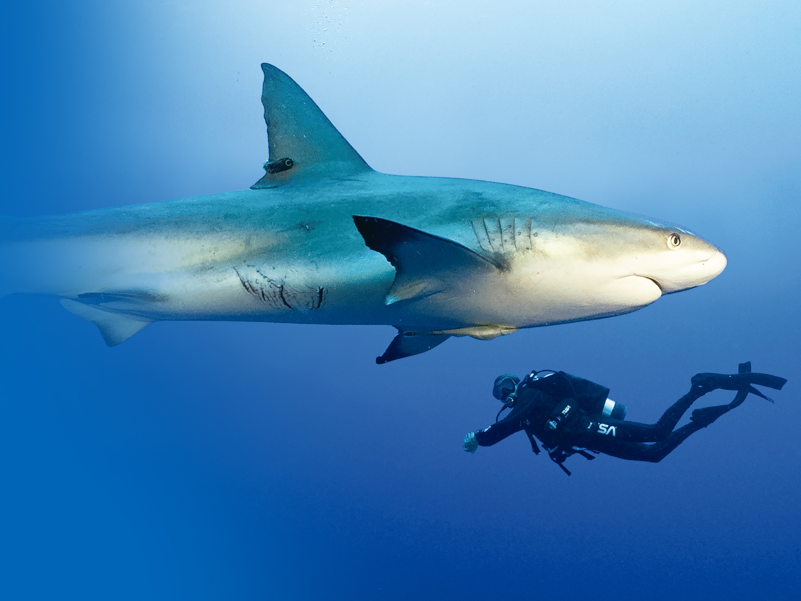 Gili Shark Collaboration